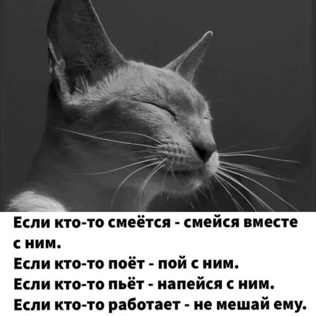 Дзен кот. Кошка медитирует. Кот в медитации. Дзен коты. Котик медитация.