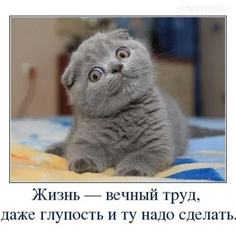 Жизнь вечный труд даже глупость и ту надо сделать