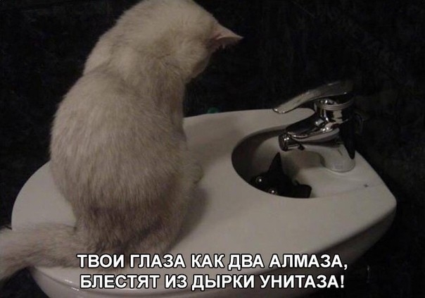 СЁЗДЫ УНИТАЗА