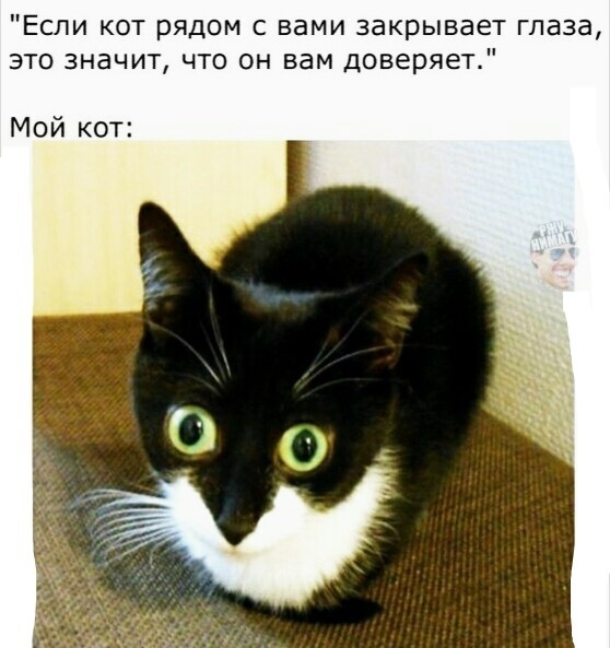 Если кот рядом с вами закрывает глаза это значит что он вам доверяет Мой кот