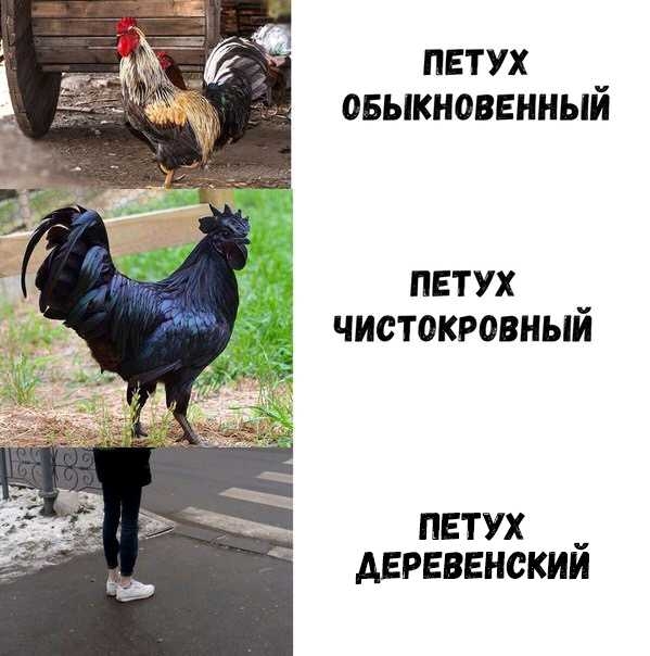 петух овьжновенньш петух чистокровньш петух деревенскии