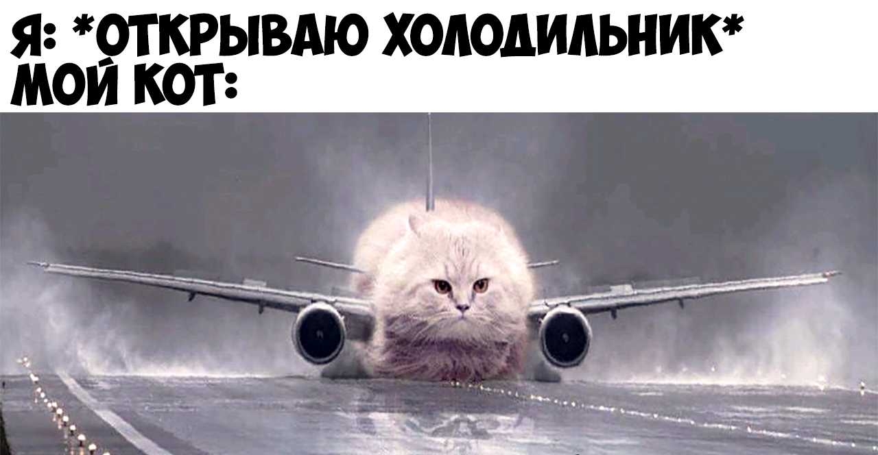 я _открывдю хоподипьник мои кот