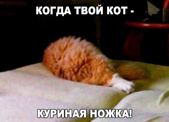 когдА твой кот