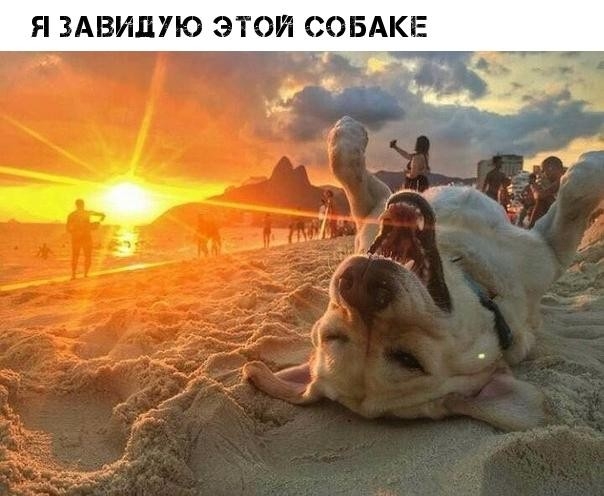 Я ЗАВИЦУЮ ЭТОЙ СОБАКЕ