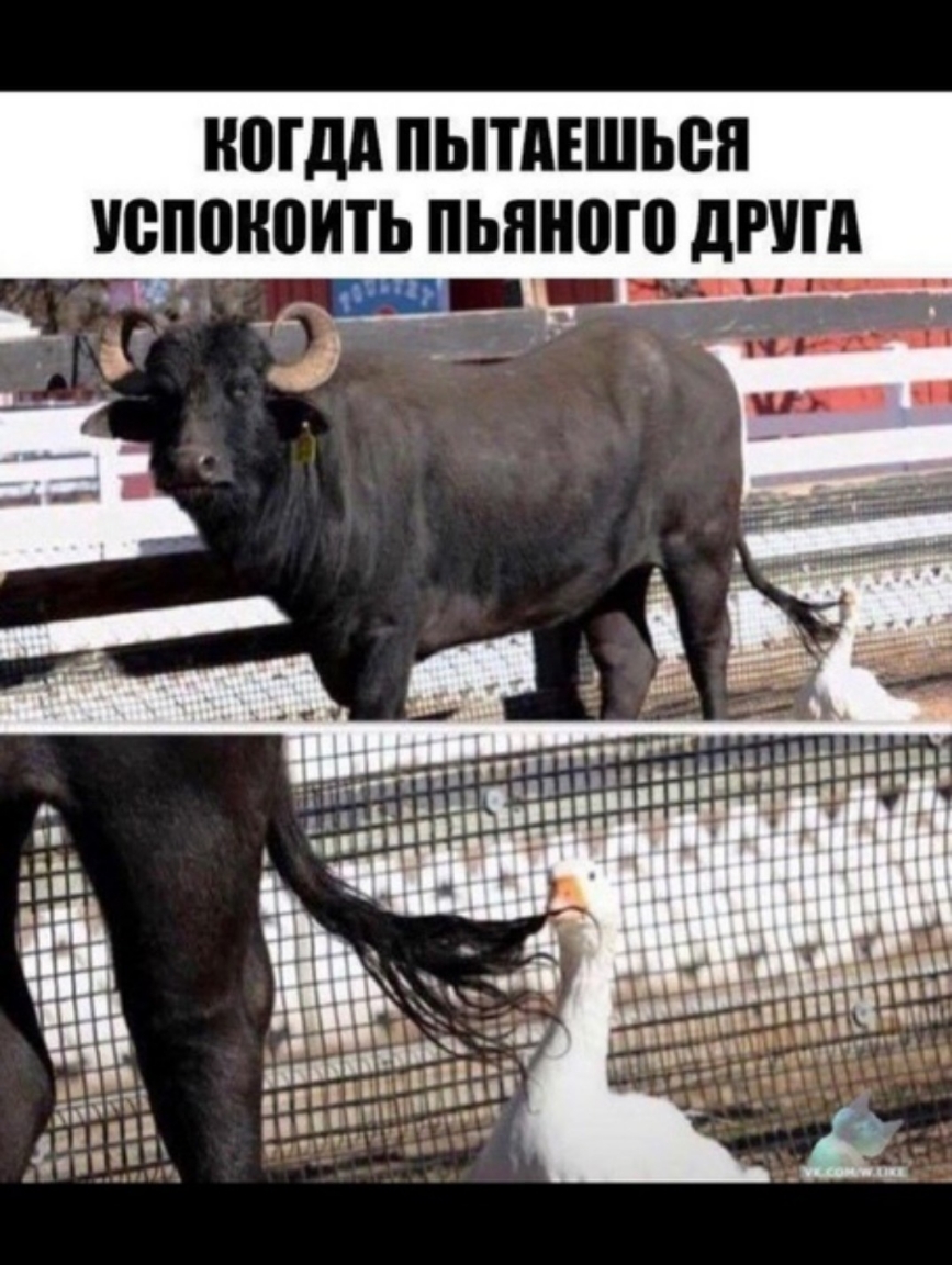 НШдд ПЫ АЕШЬВЯ УСППКПИТЬ ПЫПШЮ ШШШ