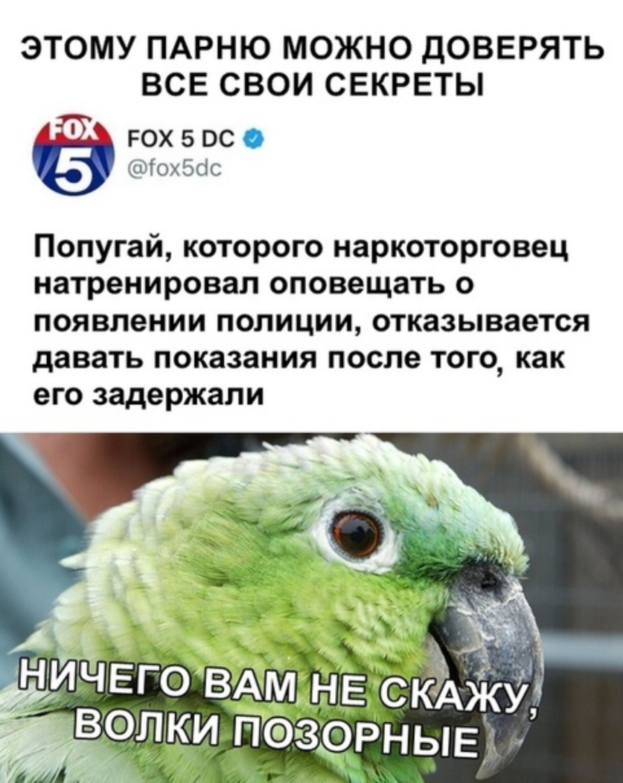 ЭТОМУ ПАРНЮ МОЖНО ДОВЕРЯТЬ ВСЕ СВОИ СЕКРЕТЫ РОХ 5 ОС О Тохббс Попугай которого наркоторговец натренировал оповещать о появлении полиции отказывается давать показания после того как его задержали