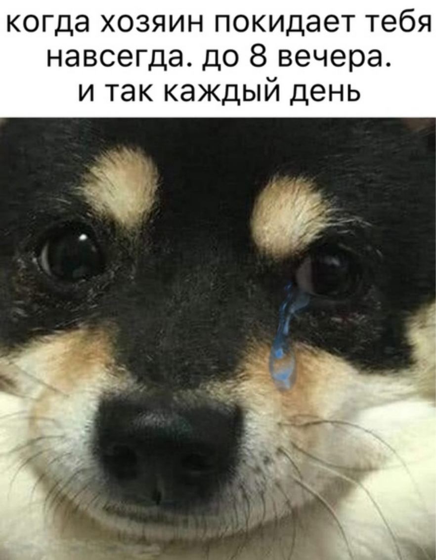 когда хозяин покидает тебя навсегда до 8 вечера и так каждый день