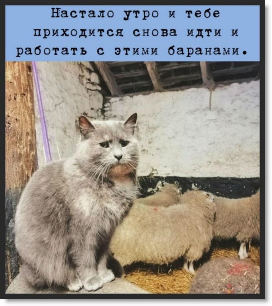 настало утро и тебе приходится снова идти и работать с этими баранами