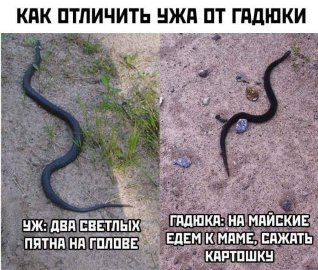 КПК ПТЛИЧИТЬ НЖд ПТ ГддШКИ _ Ф и _ гн _ _ ь _ НЖ двд сввтльіХТЁ г ГддЮКдНд МдИЕКИЕ пятнд нд гпппвв ЕдЕм к ним сдждть кдптпшкн