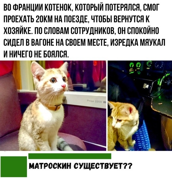 ВО ФРАНЦИИ КОТЕНОК КОТОРЫЙ ПОТЕРЯЛСЯ СМОГ ПРОЕХАТЬ 20 НА ПОЕЗДЕ ЧТОБЫ ВЕРНУТСЯ К ХОЗЯИКЕ ПО СЛОВАМ СОТРУДНИКОВ ОН СПОКОИНО СИДЕЛ В ВАГОНЕ НА СВОЕМ МЕСТЕ ИЗРЕДКА МНУКАЛ И НИЧЕГО НЕ БОЯЛСЯ ЧГ МАТРОСКИН СУЩЕСТВУЕТ77