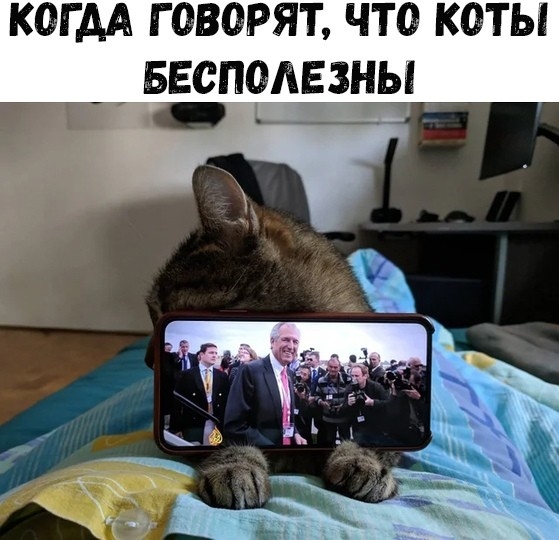 КОГДА ГОВОРЯТ ЧТО КОТЫ БЕСПОЛЕЗНЫ ь