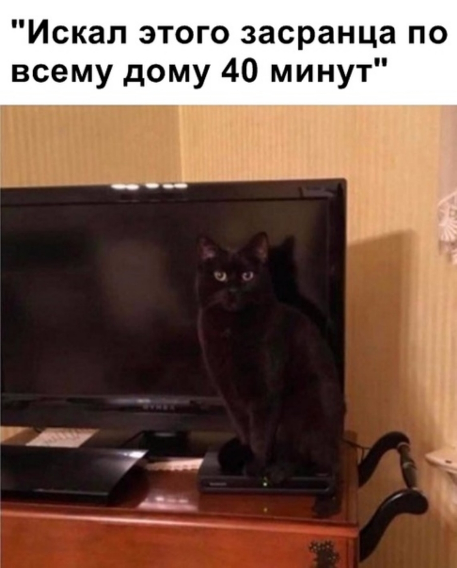 Искал этого засранца по всему дому 40 минут