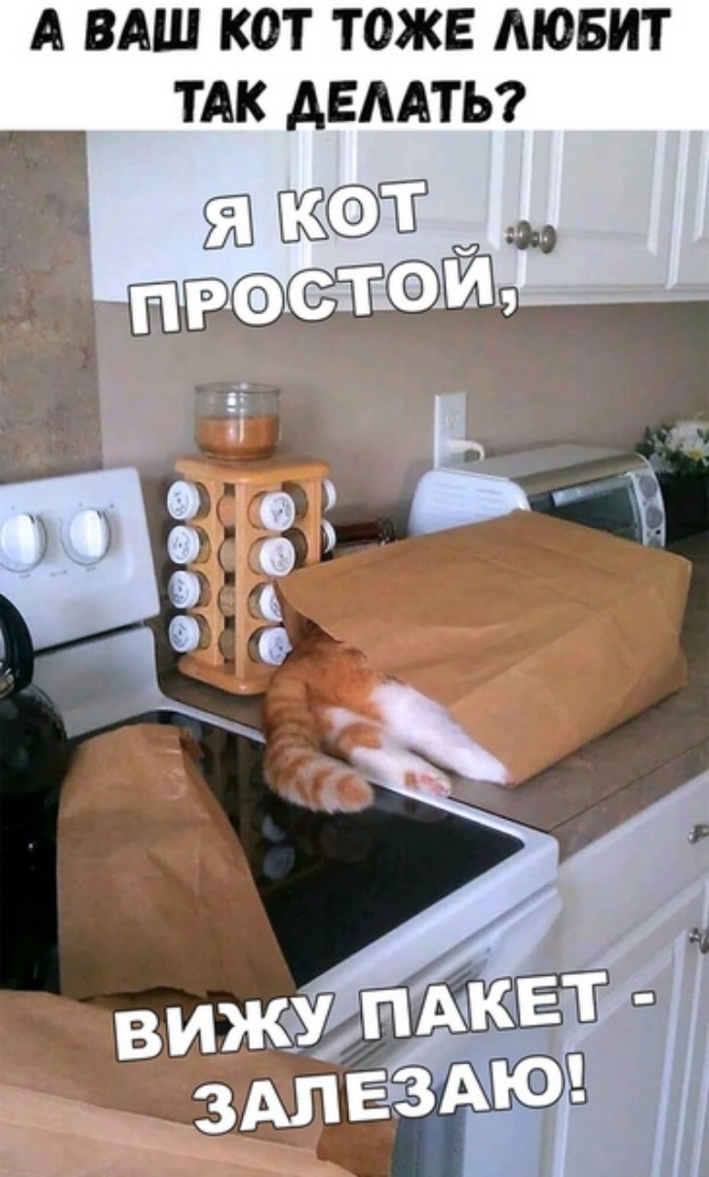 А ВАШ КОТ ТОЖЕ АЮБИТ ТАК АЕААТЬ