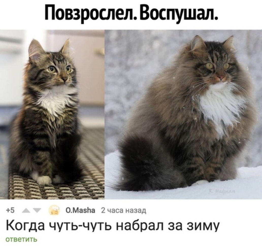 ПовзрослелВоспушал 5 ОМазЬа 2 часа назад Когда ЧУТЬ ЧУТЬ набрал за зиму ОТВСТИТЬ