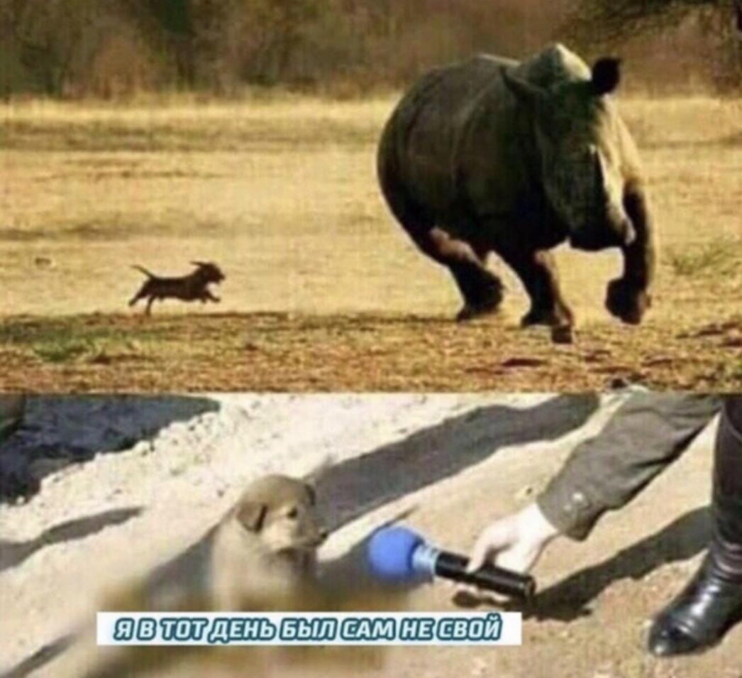 двадцать адепт
