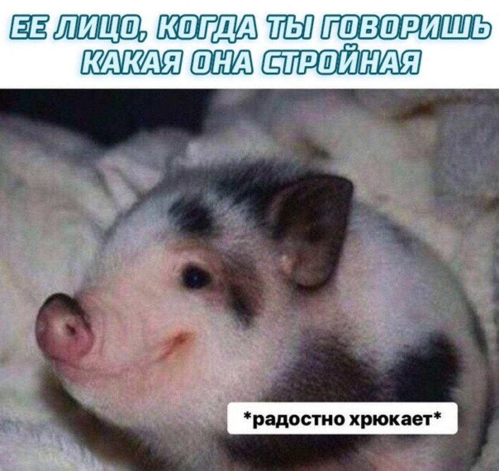 ЛИЦЕ ШШ Г ВШРИШЬ кдкдя стрий радостно хрюкает