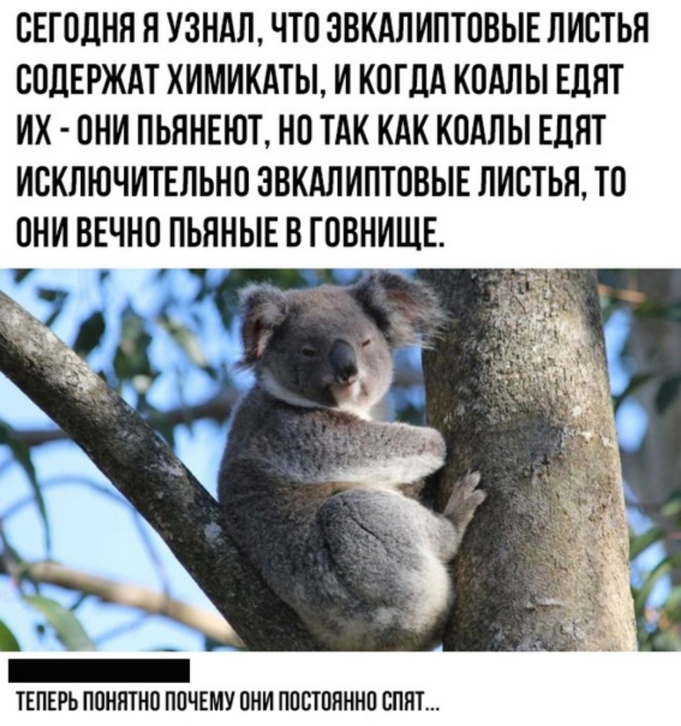 СЕГОДНЯ Я УЗНАЛ ЧТО ЗВКАЛ ИПТОВЫЕ ЛИСТЬН СОДЕРЖАТ КИМИКАТЫ И КОГДА КОАЛЫ ЕЛЯТ ИХ ОНИ ПЬЯНЕЮТ НО ТАК КАК КОАЛЫ ЕДЯТ ИСКЛЮЧИТЕЛЬНО ЗВКАЛИПТОВЫЕ ЛИСТЬЯ ТО ОНИ ВЕЧНО ПЬЯНЫЕ В ТОВНИЩЕ _ _ ТЕПЕРЬ ПОНПТНО ПОЧЕМУ ОНИ ПОСТОЯННО СПЯТ