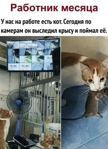 Работник месяца У на на работе есть кот Сегодня по камерам он выследил крысу и поймал её