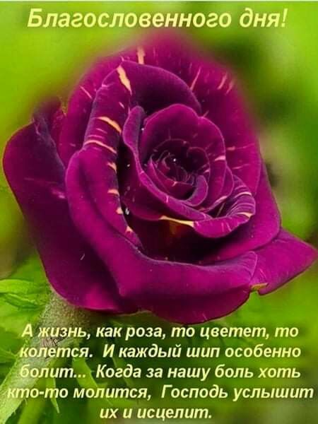 ь как роза то цветет то ся И каждый шип особенно ит Когда за нашу боль хоть о пю молится Господь услышит их и исцелит