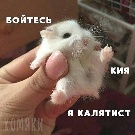 Я КАЛЯТИСТ