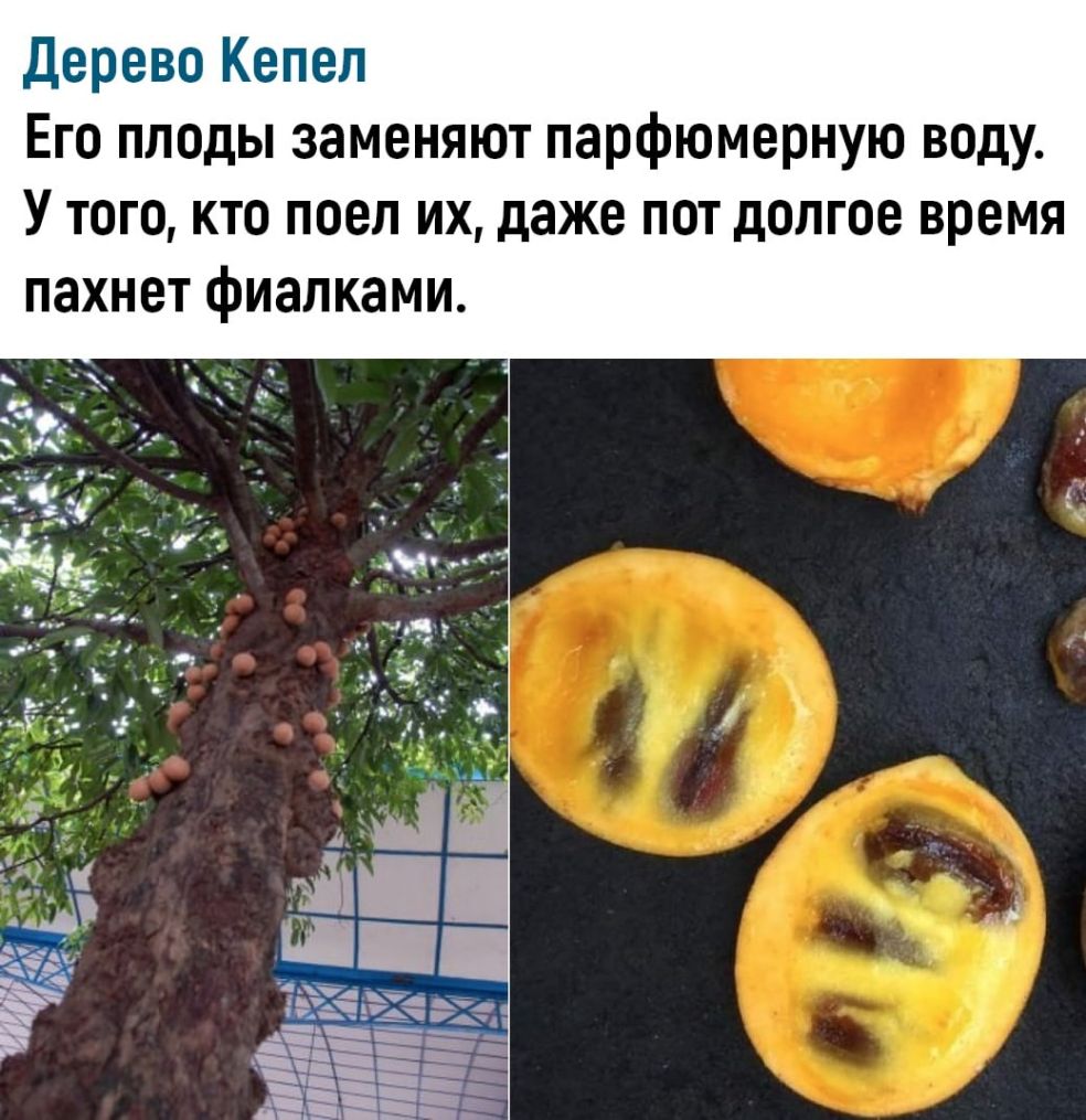 Дерево Кепел Его плоды заменяют парфюмерную воду У тогокто поел их даже пот долгое время пахнет фиалками