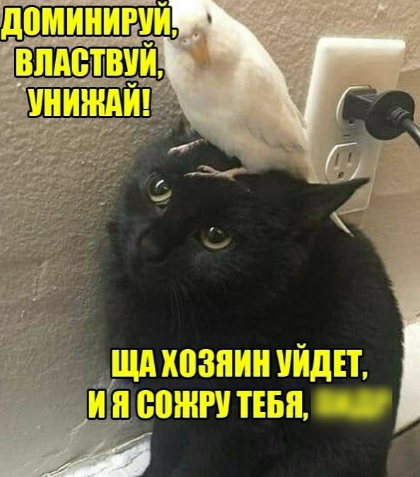 впдетвий щд хозяин уйди тиражи шап