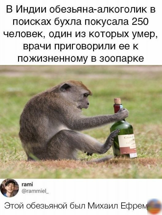 В Индии обезьяна алкоголик в поисках бухла покусала 250 человек ОДИН ИЗ КОТОРЫХ умер врачи ПРИГОВОРИЛИ ее К ПОЖИЗНЭННОМУ В зоопарке _ гаті гвттке_ Этой обезьяной был Михаил Ефре