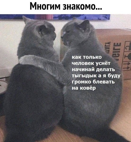 как только человек уснёт начинай делать тыгыдык а я буду громко блевать на ковёр