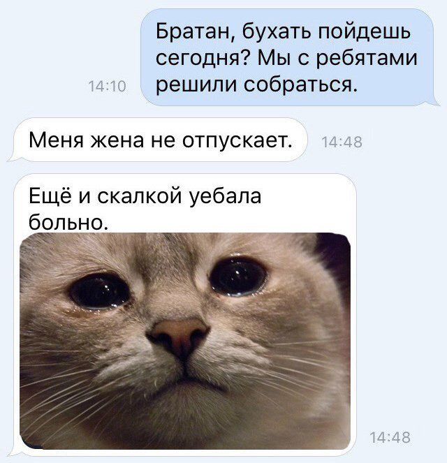 Братан бухать пойдешь сегодня Мы с ребятами што решили собраться Меня жена не отпускает 48 Ещё и скалкой уебала бо