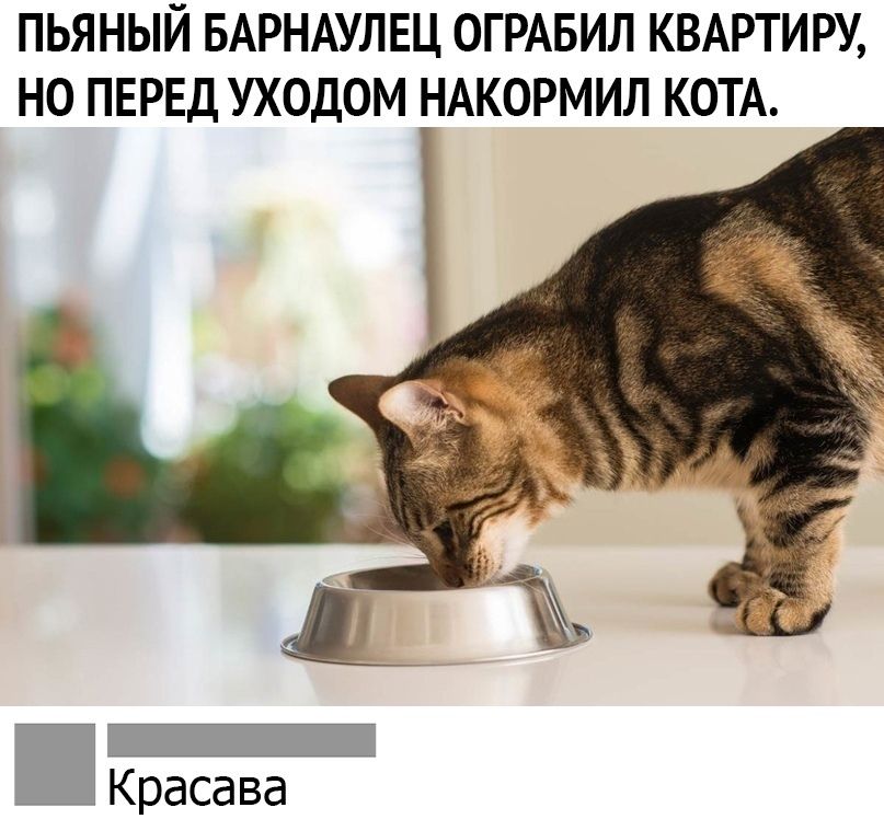 ПЬЯНЫЙ БАРНАУЛЕЦ ОГРАБИЛ КВАРТИРУ НО ПЕРЕД УХОДОМ НАКОРМИЛ КОТА _ Красава
