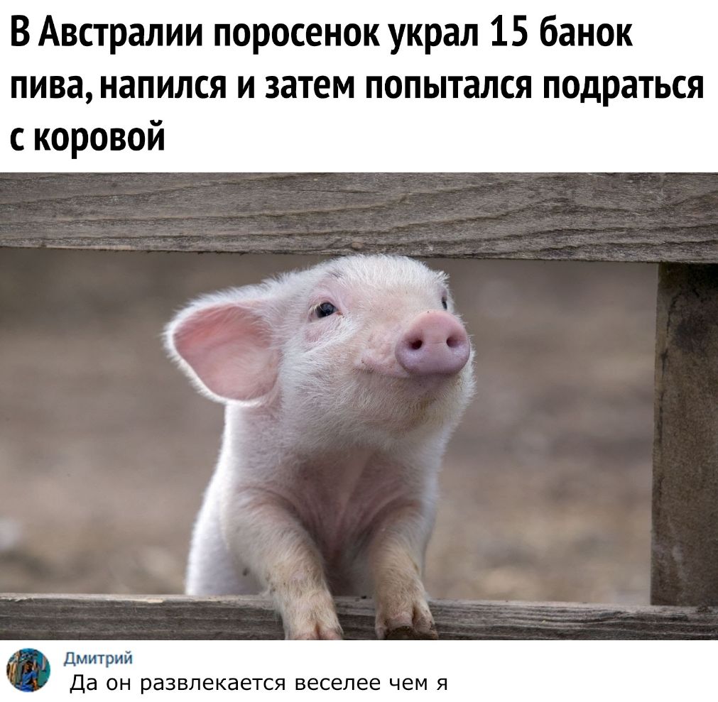 В Австралии поросенок украл 15 банок пива напился и затем попытался подраться с коровой _ ЁЁ А_ _ ___ Дмитрий Да ОН развлекается веселее ЧЕМ Я