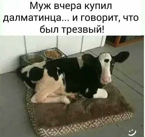 Муж вчера купил далматинца и говорит что был трезвый