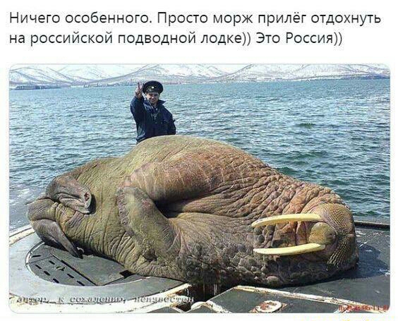 Ничего особенного Просто морж прилёг отдохнуть на российской подводной лодке Это Россия