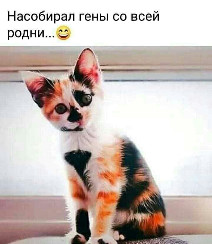 Насобирал гены со всей родни г