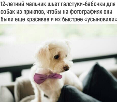 12 летний мальчик шьет галстукибабочки для собак из приютов чтобы на фотографиях они были еще красивее и их быстпее усыновили