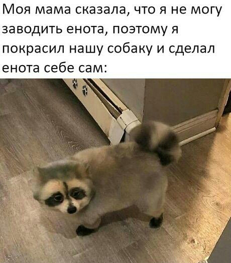 МОЯ мама СКЭЗЭЛЭ ЧТО Я не МОГУ заводить енота поэтому я покрасил нашу собаку и сделал енота себе сам