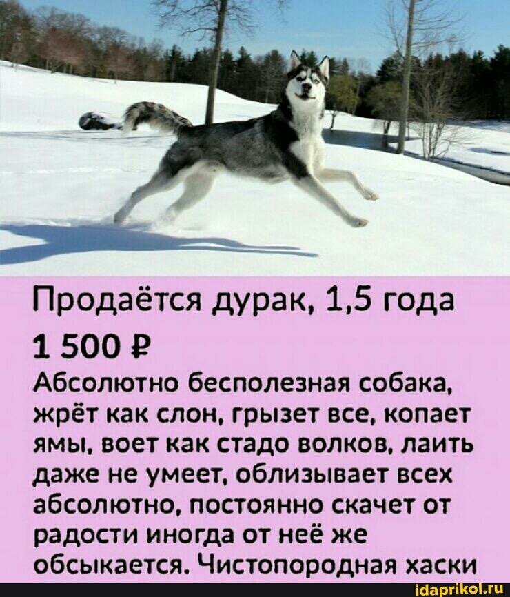 Продаётся дурак 15 года 1 500 Абсолютно бесполезная собака жрёт как слон грызет все копает ямы воет как стадо волков лаить даже не умеет облизывает всех абсолютно постоянно скачет от радости иногда от неё же обсыкается Чистопородная хаски _