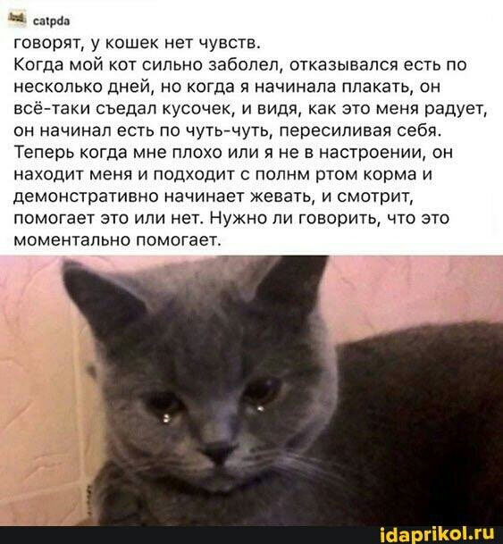 Ч еще говорят у кошек нет чувств Когда мой кот сильно заболел отказывался есть по несколько дней но когда начинала плакать он всё таки съедал кусочек и видя как это меня радует он начинал есть по чутьчуть пересипивая себя Теперь когда мне плохо или я не в настроении он находит меня и подходит с попнм ртом корма и демонстративно начинает женат и смотрит помогает это или нет Нужно ли говорить что эт
