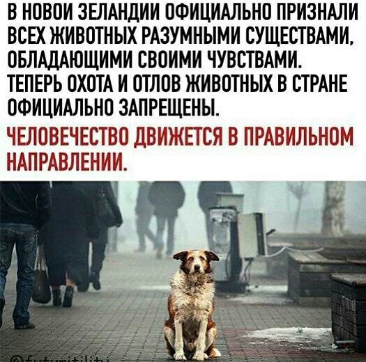 В НОВОИ ЗЕЛАНДИИ ОФИЦИАЛЬНО ПРИЗНАЛИ ВСЕХ ЖИВОТНЫХ РАЗУМНЫМИ СУЩЕСТВАМИ ОБЛАДАЮЩИМИ СВОИМИ ЧУВСТВАМИ ТЕПЕРЬ ОХОТА И ОТЛОВ ЖИВОТНЫХ В СТРАНЕ ОФИЦИАЛЬНО ЗАПРЕЩЕНЫ ЧЕЛОВЕЧЕСТВО дВИЖЕТСЯ В ПРАВИЛЬНОМ НАПРАВЛЕНИИ