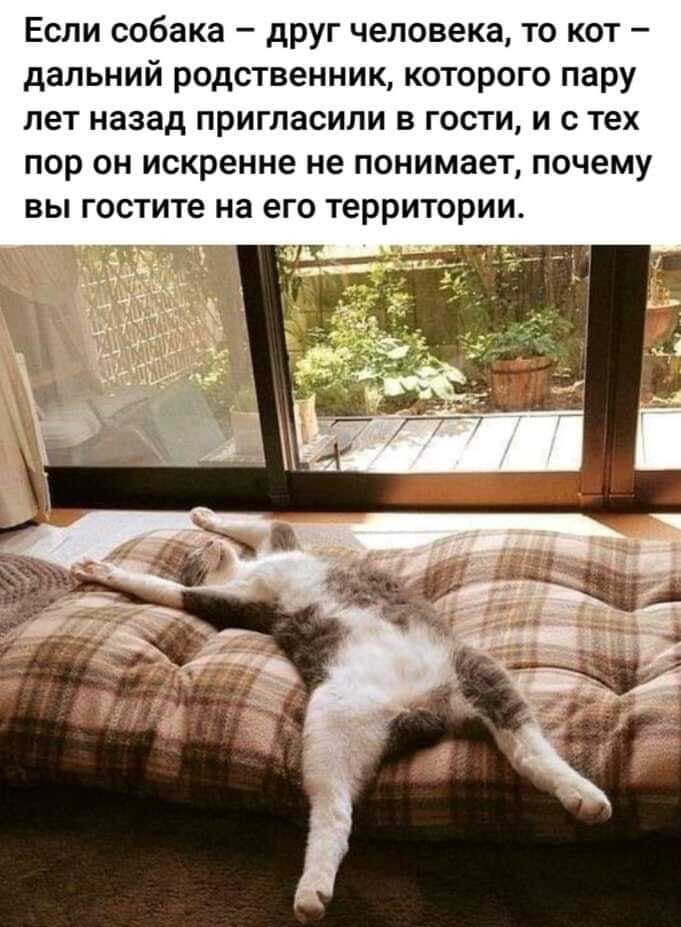 ЕСЛИ собака дРУГ человека ТО КОТ _ дальний РОДСТВЕННИЩ КОТОРОГО пару ЛЕТ назад пригласили В ГОСТИ И С тех ПОР ОН искренне не ПОНИМЗВТ ПОЧЭМУ ВЫ гостите на его ТЕРРИТОРИИ Шпяп