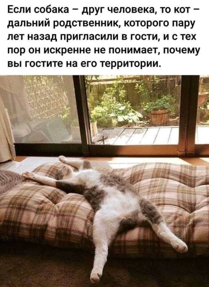 ЕСЛИ собака дРУГ человека ТО КОТ _ дальний РОДСТВЕННИЩ КОТОРОГО пару ЛЕТ назад пригласили В ГОСТИ И С тех ПОР ОН искренне не ПОНИМЗВТ ПОЧЭМУ ВЫ гостите на его ТЕРРИТОРИИ