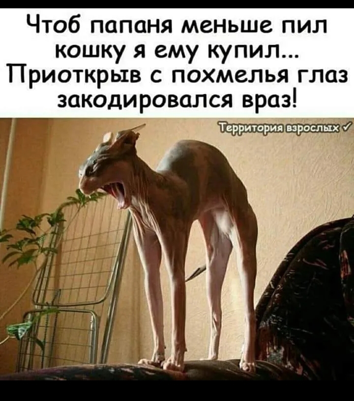 Чтоб папаня меньше пил кошку я ему купил Приоткрыв с похмелья глаз закодировался враз Территория взрослыхи