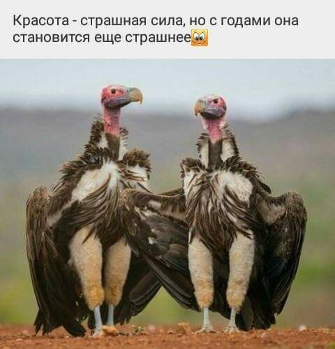 Красота страшная сила но с годами она становится еще страшнее