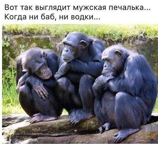 Вот так выглядит мужская печапька Когда ни баб ни водки