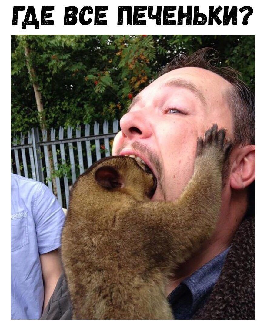 где все печеньки