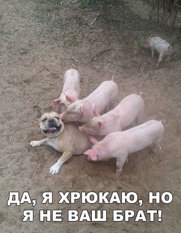 хвюкдю но нЕ ВАШ БРАТ