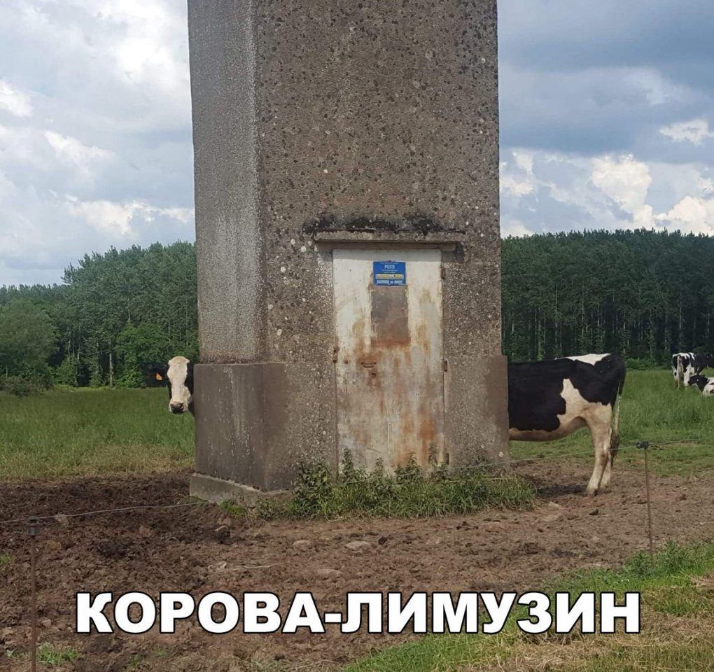 КОРОВА ЛИМУЗИН _