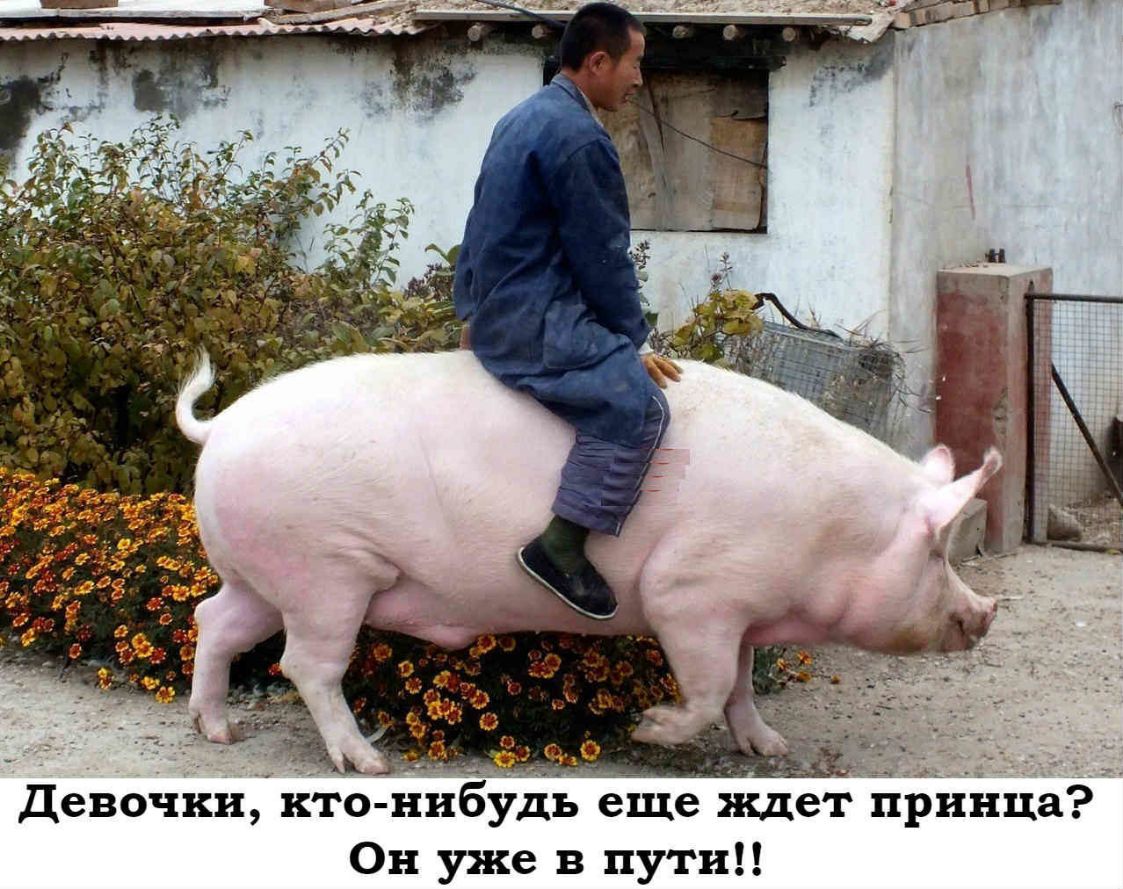 Ъ 0 Девочки1ЕЁЬ нибудь еще ждте 11риі 1цагч Он уже в пути