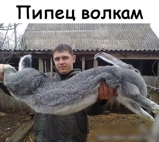 Пипец волком