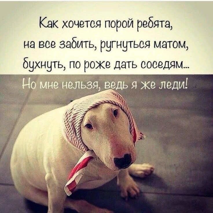 Как хочется порой ребята на все забить ругнуться матом бухнуть по роке дать соседям _ Ноімне нельзя ведь я же леди